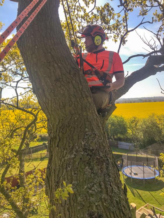 Happy up a tree -JonnyRFT